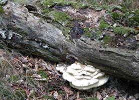 This Northern Toothed mushroom is not often found on fallen trees. 